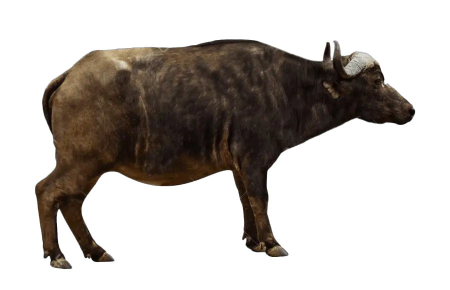 Ox Animal Png Transparent Images African Buffalo Side Profile Animals Transparent Background