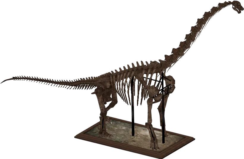 Download Hd Brachiosaurus Skeleton Zt2 Dinosaur Skeletons Brachiosaurus Skeleton Png Dinosaur Skull Png