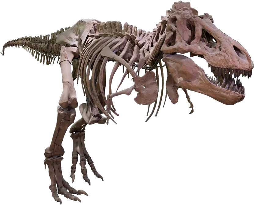 Bone T Rex Transparent Png Clipart T Rex Skeleton Png Dinosaur Skull Png