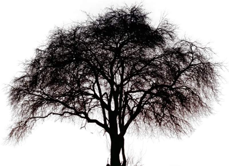 Big Tree Pngs Free Files In Big Tree Silhouette Png Big Tree Png