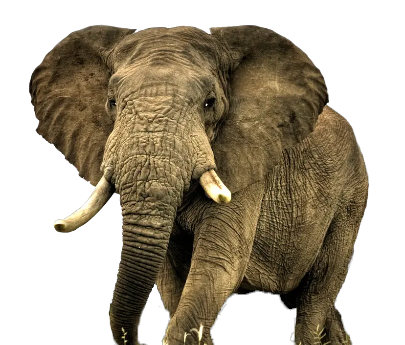 Download Elephant Free Png Transparent Most Beautiful Animal In Africa Elephant Transparent Background