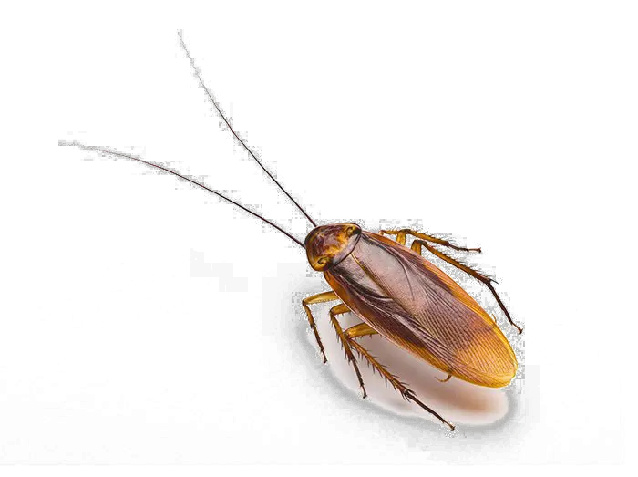 Cockroach Allergens Clipart Full Size Clipart 3819973 Cockroach Png Cockroach Png