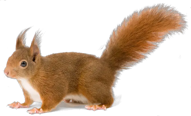 Squirrel Squirrel With Clear Background Png Squirrel Transparent Background