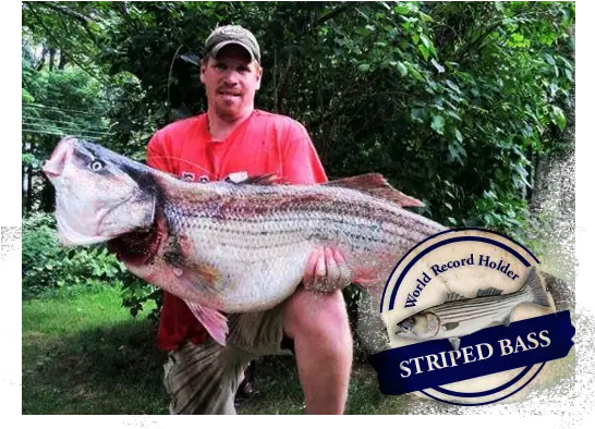 World Record Striper Company Fishing Tackle World Record Striped Bass Png Bass Fish Icon