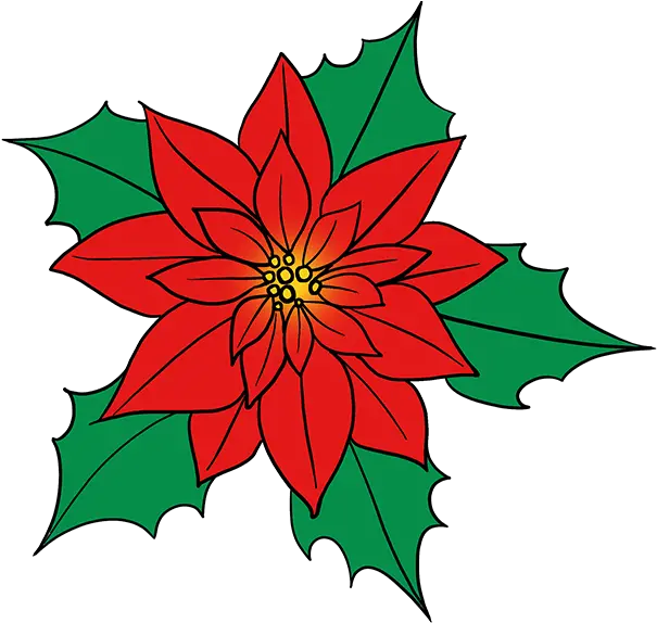 How To Draw Poinsettia Drawing Of A Poinsettia Flower Christmas Poinsettia Drawings Png Poinsettia Png