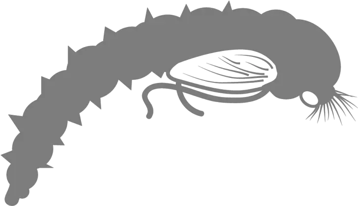 Basic Entomology For Fly Fishing U2013 The Catch And Hatch Sketch Png Fly Fishing Icon