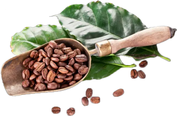 Single Coffee Bean Png Download Coffee Full Size Png Kona Coffee Coffee Bean Png png