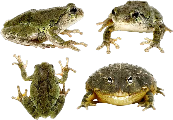 Frog Png Transparent Background Image For Free Download 11 Portable Network Graphics Frog Transparent Background