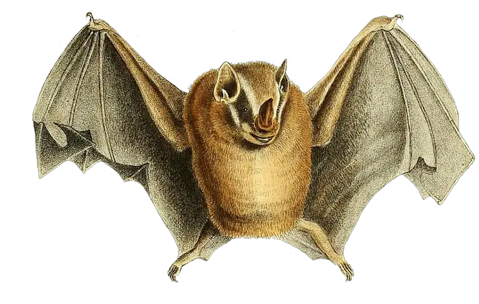 Cute Image Of Bat Lifting Its Wings Big Brown Bat Png Bat Wings Png