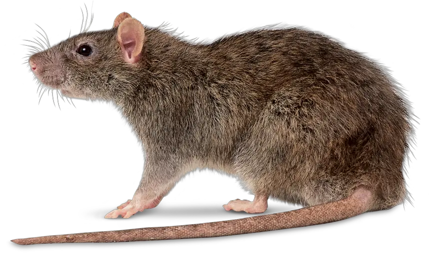 Rat Control Catchers Swatpest Rattus Norvegicus Png Rat Transparent Background