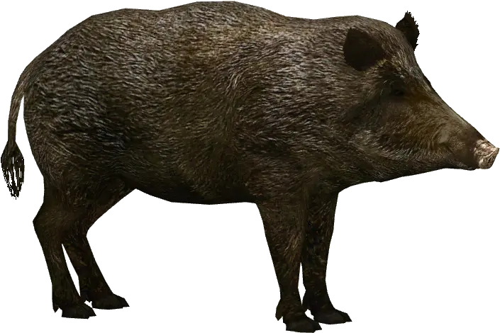 Hd Transparent Wild Boar Wild Boar Png Pig Transparent Background