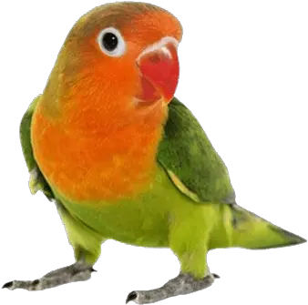 Love Birds Transparent File Gambar Png Burung Lovebird Ngekek Love Birds Png