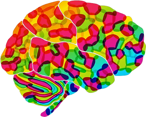 Psychology Brain Png Transparent Transparent Background Colorful Brain Clipart Brain Transparent Background