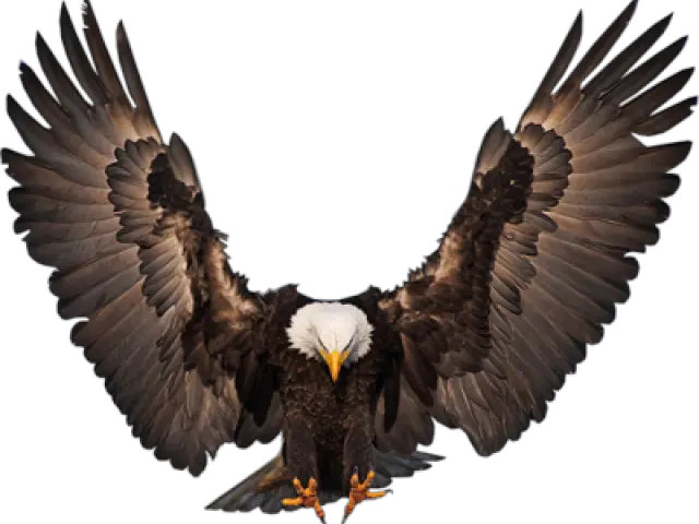 Free Eagle Psd Vector Graphic Vectorhqcom Eagle Front Png Eagles Logo Vector