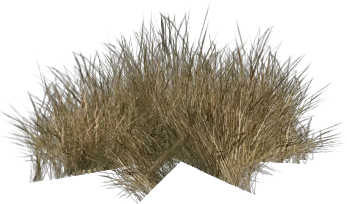 Desert Foliage Yellow Grass Bush Png Desert Plant Png