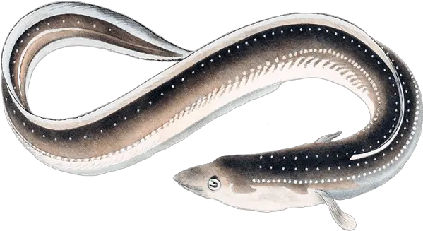 Santa Monica Seafood Guide Japanese Eel Png Transparent Ribbon Eel