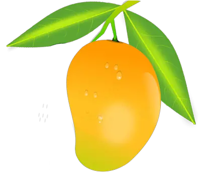 Mango Png Image Fruits Images Drawing Food Mango Images Hd Fruit Tree Png