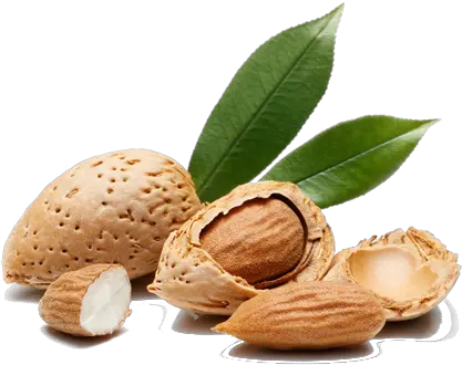 Almond Tree Almonds Tree Png Root Almond Png