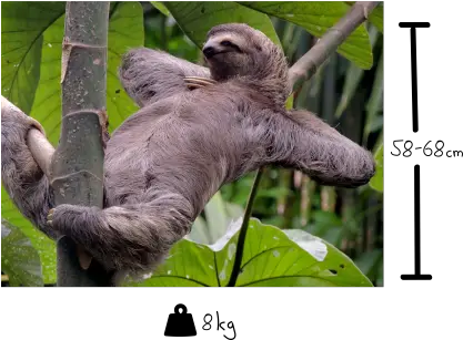 Sloth U2014 Facts Animalsu0027 Move Sloths Relaxing Png Sloth Transparent