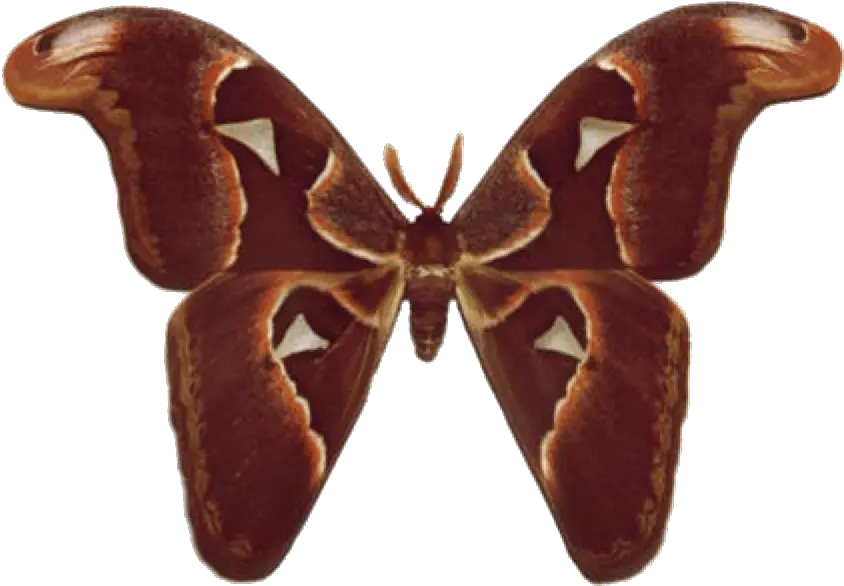 Atlas Moth Atlas Moth Png Butterfly Wings Png