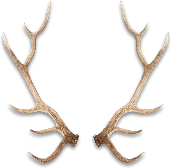Wild Antlers Wild Antlers Chifre Fundo Branco Png Antlers Png