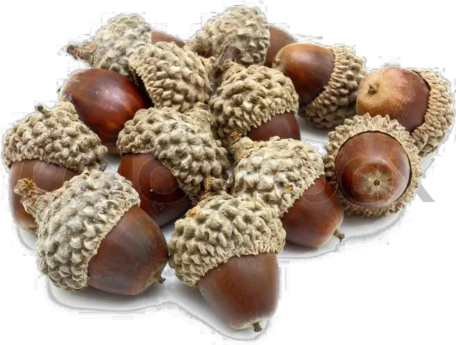 Download Acorn Png Photo Bunch Of Acorns Png Acorn Transparent Background