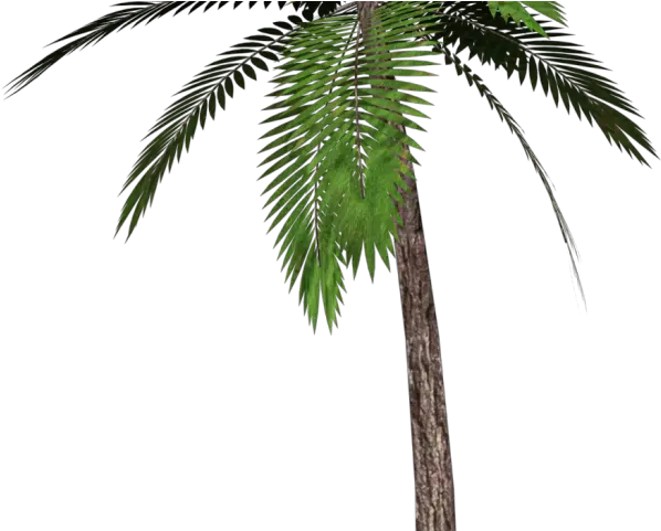 Date Palm Clipart Single Transparent Background Palm Tree Palm Tree Transparent Png Palm Tree Clipart Png