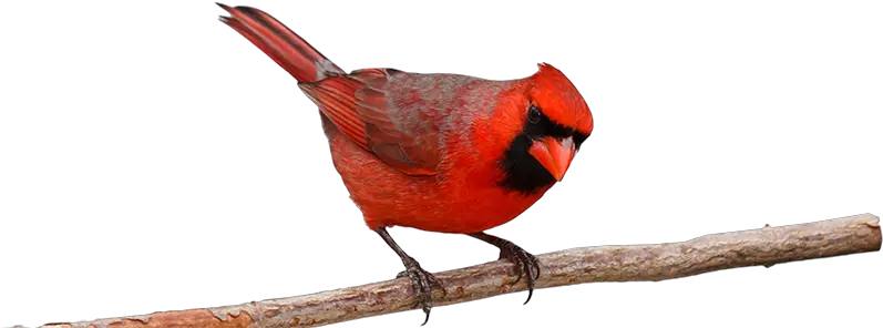 Cardinal Northern Cardinal Birds Transparent Background