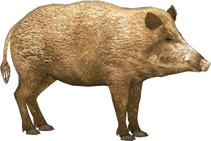 Boar Png Images Free Download Wild Pig Wild Boar Pig Transparent