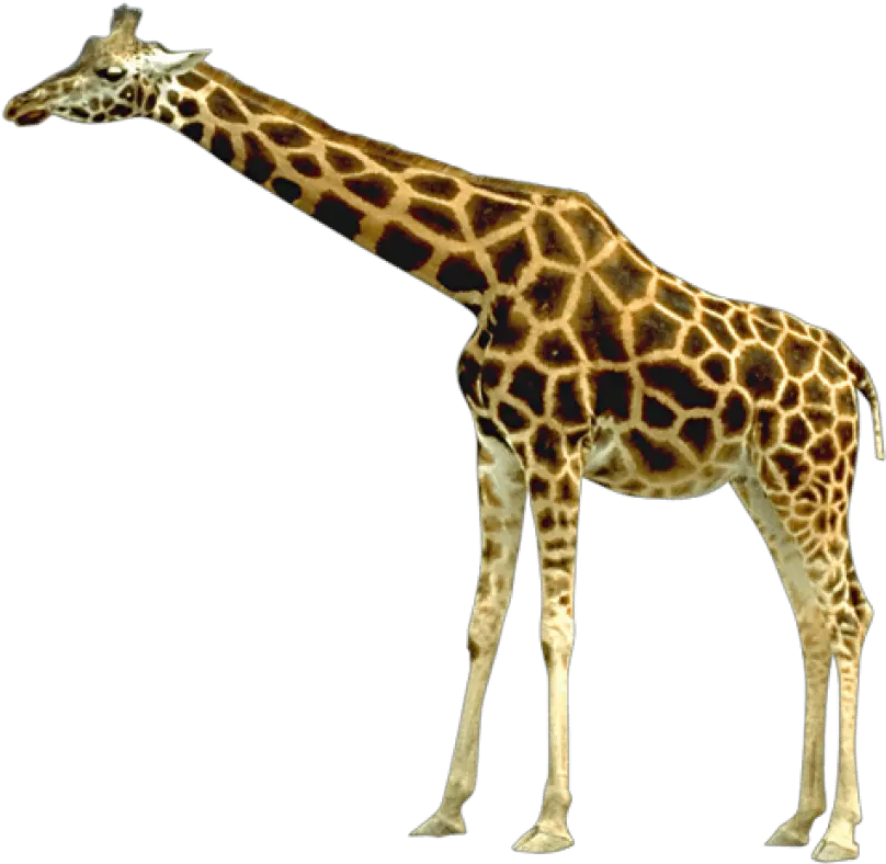 Free Png Giraffe Images Transparent Attica Zoological Park Giraffe Transparent Background
