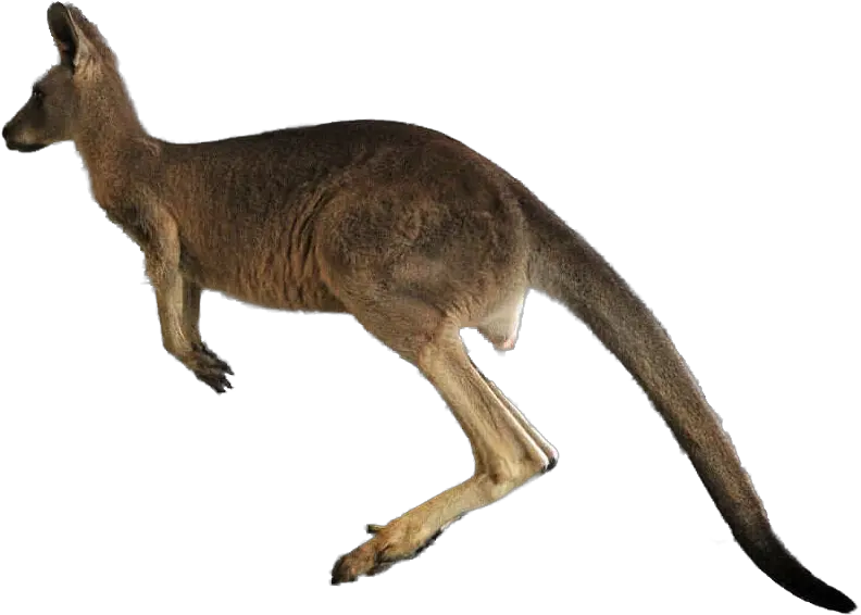 Jumping Kangaroo Png Transparent Jumping Kangaroo Png Kangaroo Transparent Background