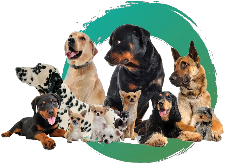 Zen Doggy Den Complete Dog Care In Wheat Ridge Dog Png Pet Png