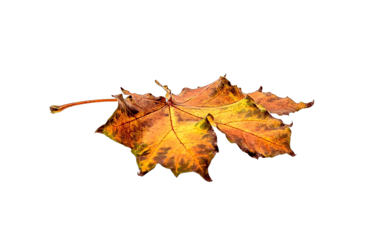 Autumn Leaf On Ground Png Autumn Leaves Png