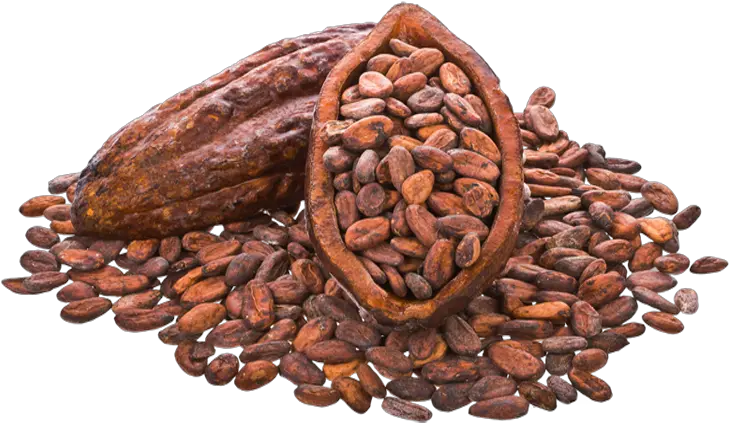 Cocoa Beans Png Image Mart Cocoa Beans Transparent Background Beans Png