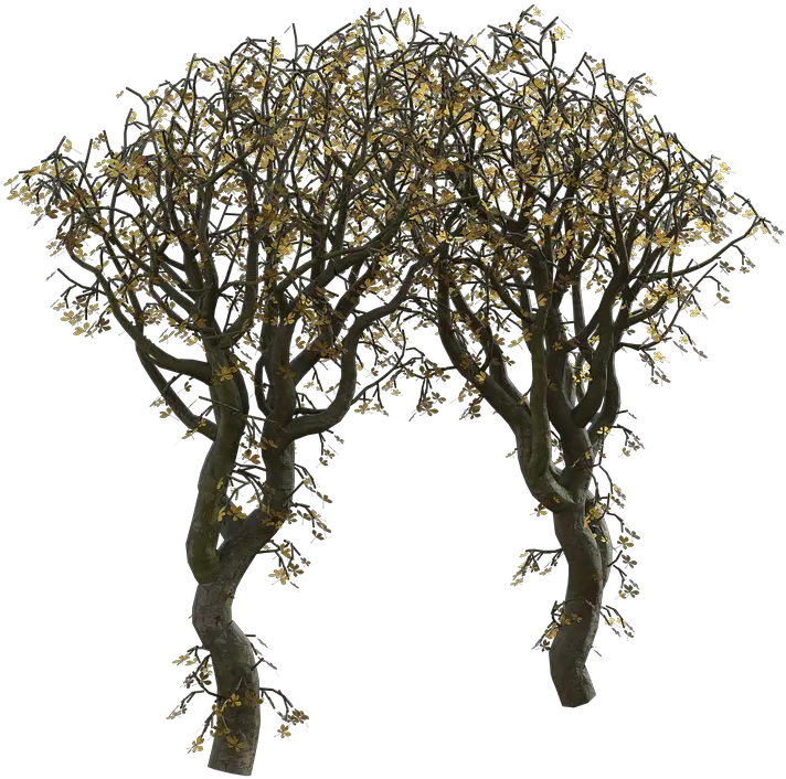 Trees Arch Leaves Mexican Pinyon Png Tree Bark Png