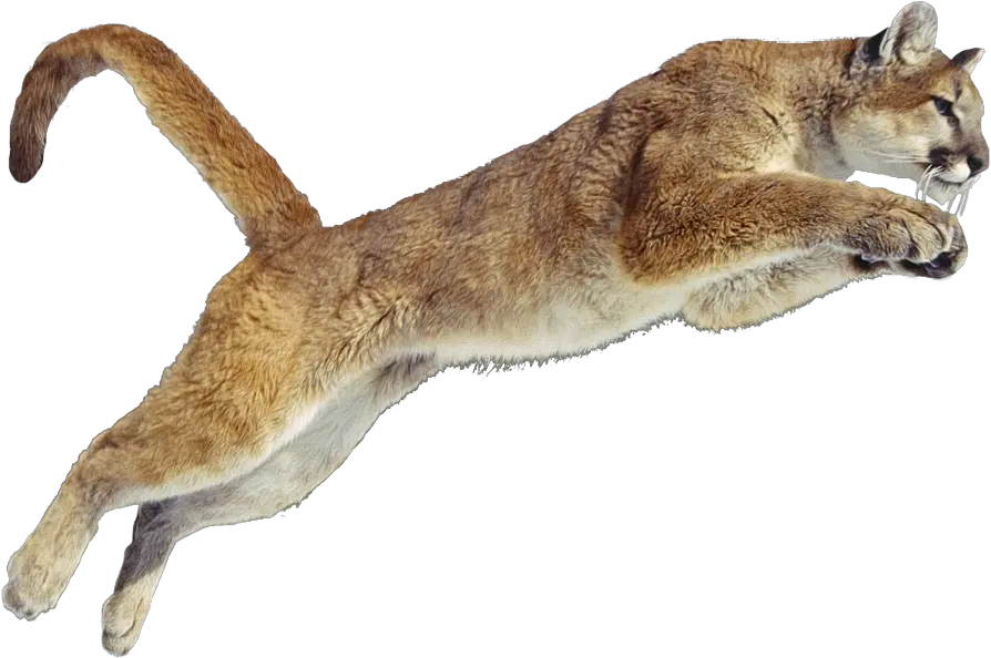 Png Cougar Transparent Puma Animal Transparent Jumping Cougar Png Puma Png