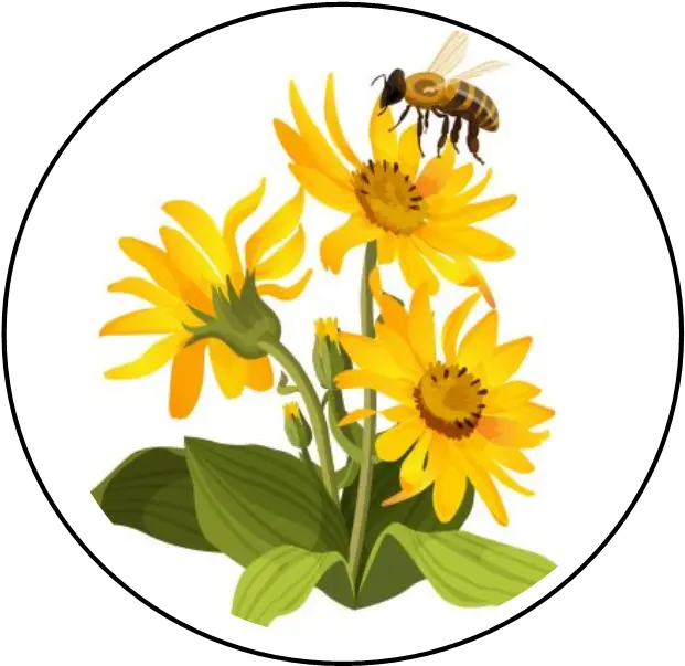 Backyard Bees Nyc U2013 Skin Sweetnessu2026inspired By Nature Illustrator Honeycomb Vector Png Bumblebee Icon