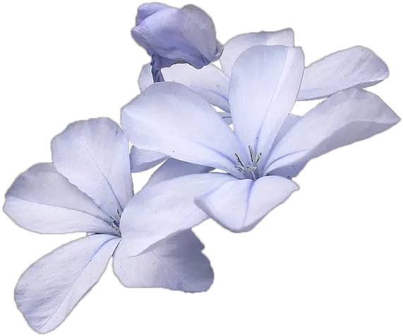 Small Blue Flowers Png Transparent Flower