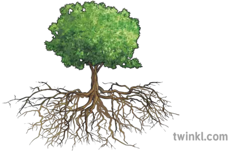 Tree With Roots Illustration Parts Of A Tree In English Png Tree With Roots Png