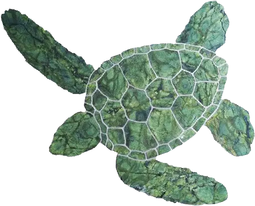 Download Hawaiian Green Turtle Green Turtle Png Png Image Ridley Sea Turtle Turtle Transparent Background