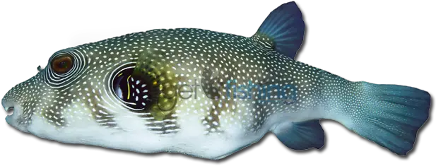 Stars Andstripes Puffer Get Fishing Puffer Fish Png Stars And Stripes Png