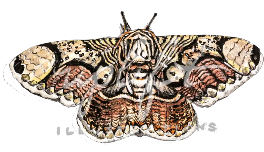 Uplift Illustrations Emperor Moths Png Moth Png