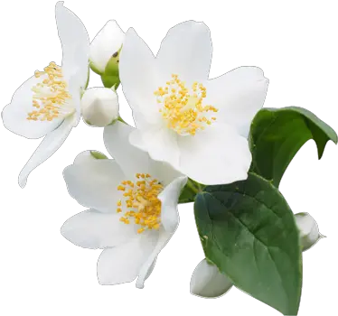 Jasmine Flower Png Transparent Free For Jasmine Flower Png Blossom Png
