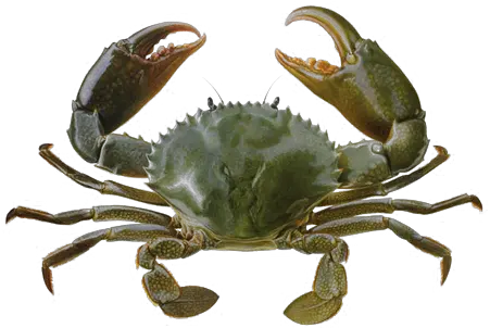 Download Crab Transparent Background Sea Crab In Water Png Crab Transparent Background