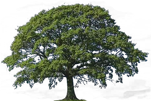 Download Free Png Oak Tree Clip Art Transparent Dlpngcom Tree Png Clip Png