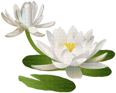 Download Hd Water Lily Pad Water Lily Pad Png Lily Pad Png