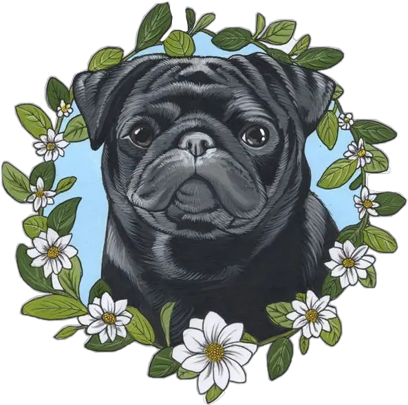 Pug Life Png Pug Puglife Cute Little Dog Freetoedit Pug Pug Transparent Background