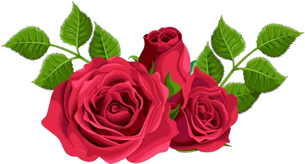 Rose Png Flower Images Free Download Hybrid Tea Rose Png Real Rose Png