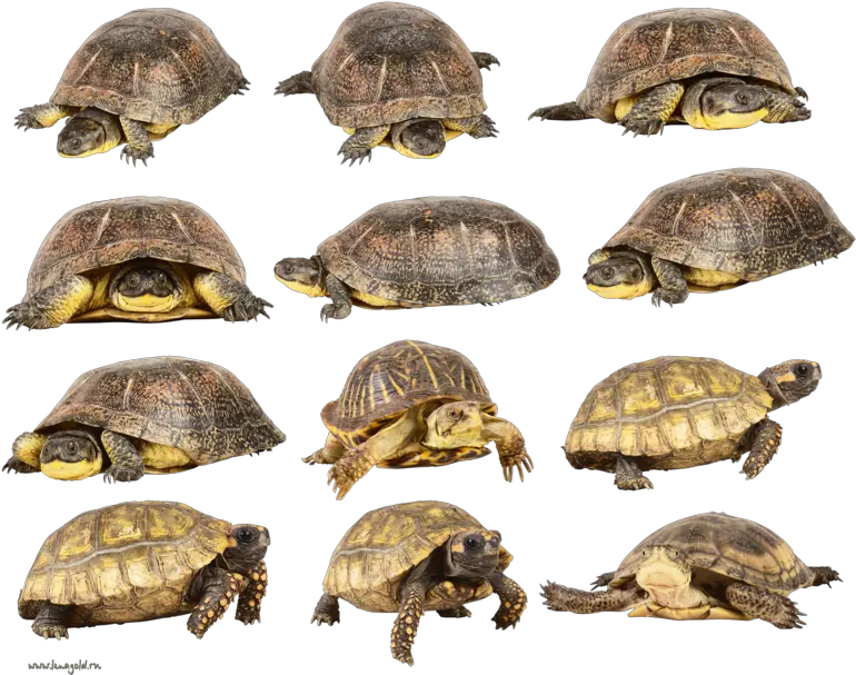 Download Hd Turtle Png Image With Transparent Background