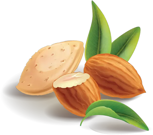 Almond Vector Shea Nut Transparent Almond Clipart Png Almonds Png